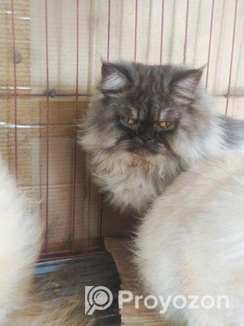 Persian adult female cat