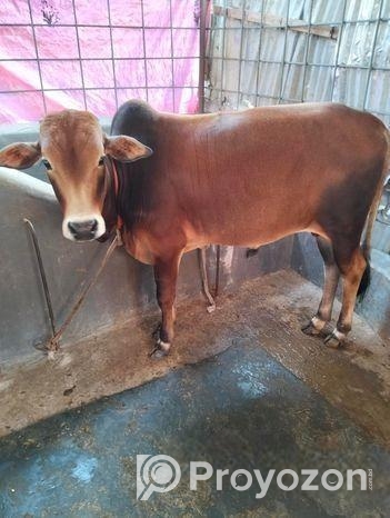 লাল রঙের ভুট্টি গরু।।