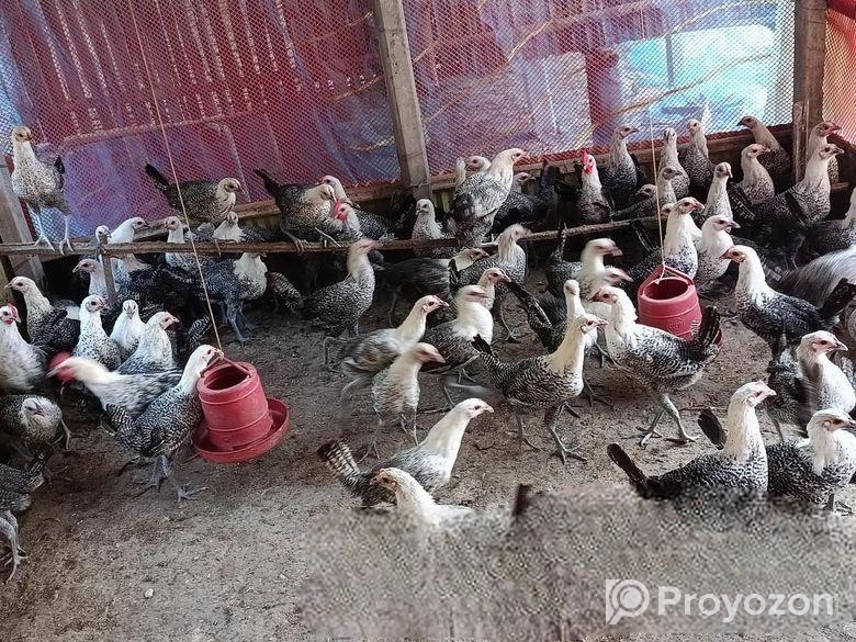 ফাওমি মুরগি বিক্রয় করা হবে