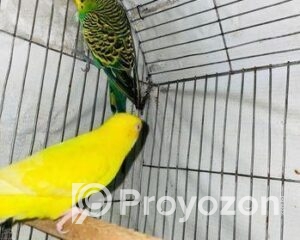 fitted-22_2025-11-17_10-56-45