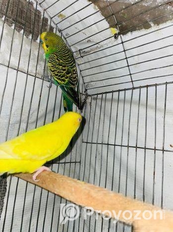 বাজরিগার রানিং জোড়া