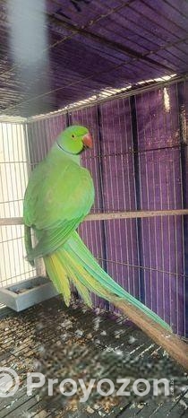 টিয়া পাখি জোড়া( ইন্ডিয়ান রিংনেক)