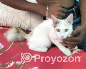 fitted-22_2025-11-19_10-26-14