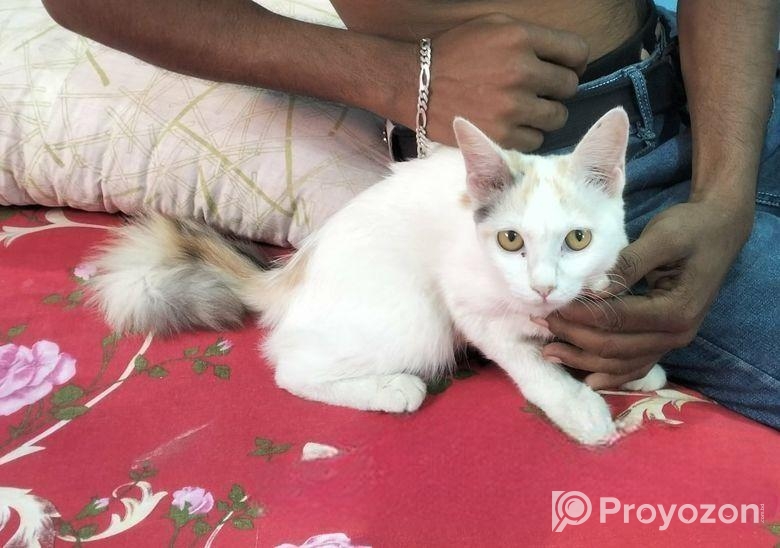 ফারসিয়ান মাদী বিড়াল