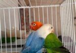 Love Bird