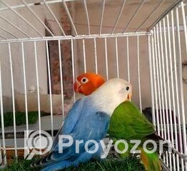 fitted-22_2025-11-22_11-10-03