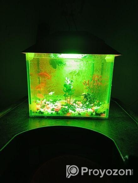 একুরিয়াম ফিস