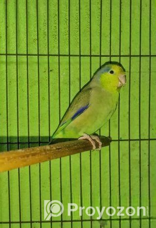 একজোড়া রানিং পারপাস