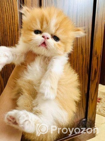 Exotic Blood Persian Kitten