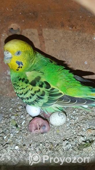 বাজরিগার বাচ্চা সহ জুড়া