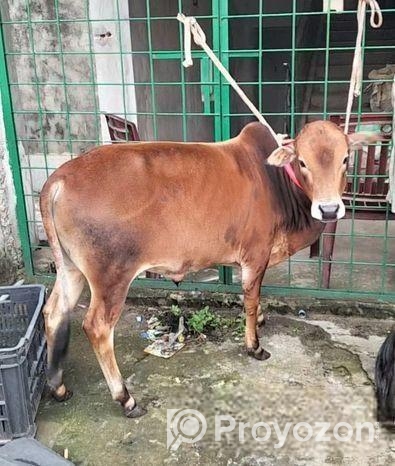 লাল রঙের ভুট্টি গরু।।