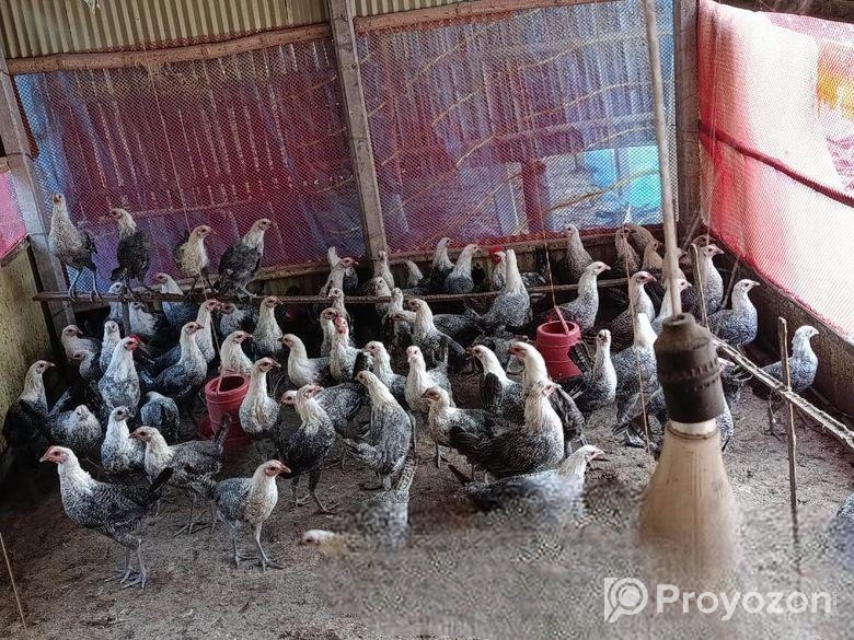 ফাওমি মুরগি বিক্রয় করা হবে