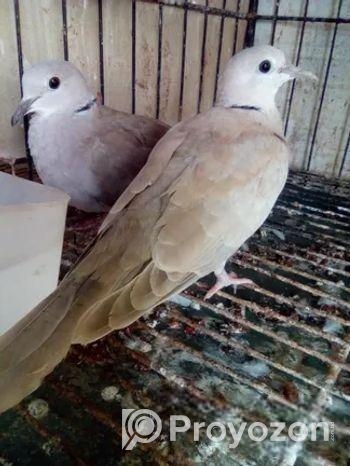 ঘুঘু অস্ট্রেলিয়ান