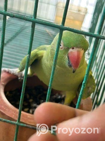 টিয়া পাখি জোড়া( ইন্ডিয়ান রিংনেক)