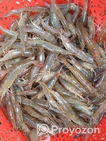 ঘিলু ও মাছ