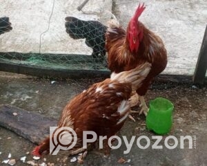 fitted-24_2025-11-02_10-06-45