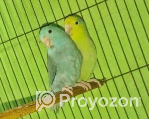 fitted-24_2025-11-04_09-47-08