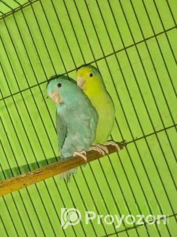 একজোড়া রানিং পারপাস