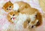 Exotic Blood Persian Kitten