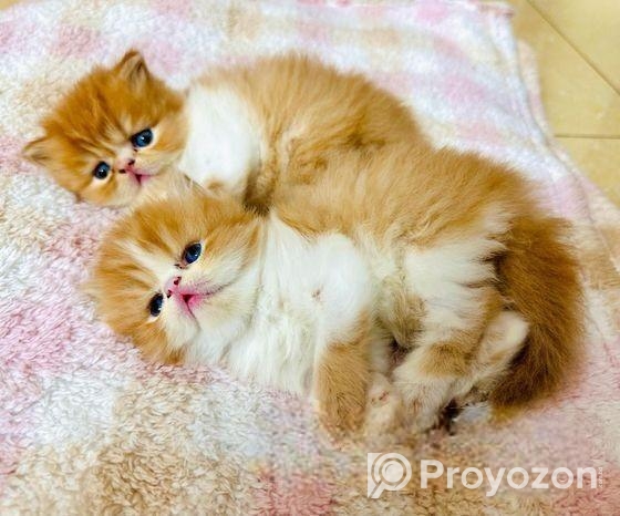 Exotic Blood Persian Kitten