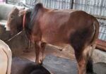 লাল রঙের ভুট্টি গরু।।