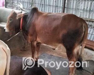 fitted-24_2025-11-13_09-44-43