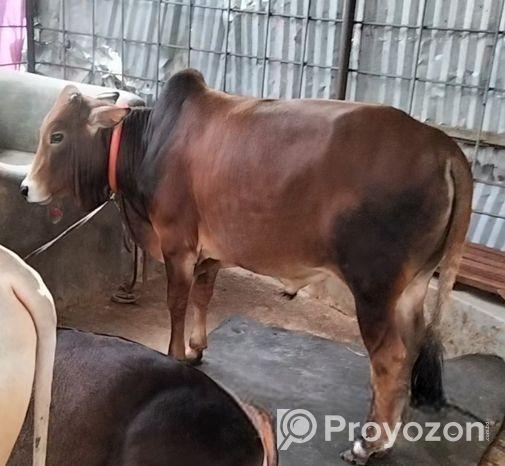 লাল রঙের ভুট্টি গরু।।