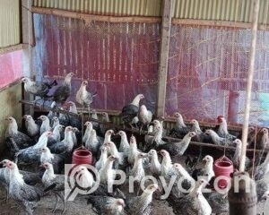 fitted-24_2025-11-15_10-01-27