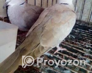 fitted-24_2025-11-15_12-11-46