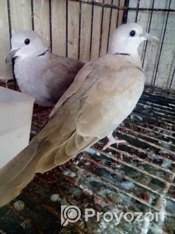 ঘুঘু অস্ট্রেলিয়ান