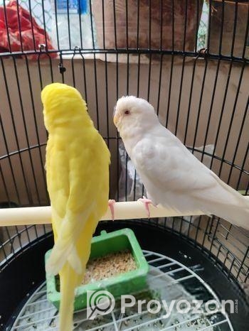 Bazrika (বাজরিকা)