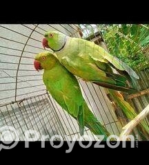 fitted-24_2025-11-19_10-15-32