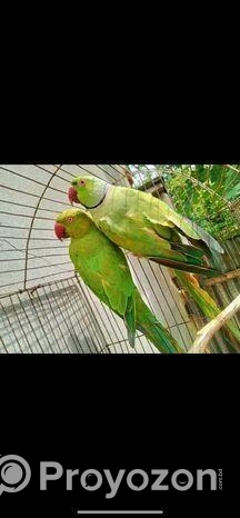 টিয়া পাখি জোড়া( ইন্ডিয়ান রিংনেক)