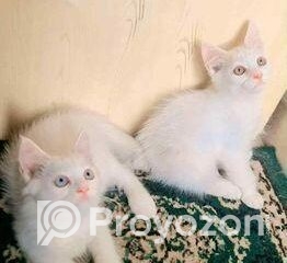 fitted-25_2025-11-08_17-12-16