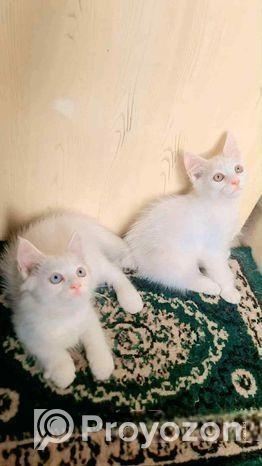 cat male / female mixed High quality