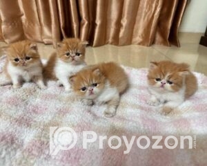 fitted-25_2025-11-09_10-00-13