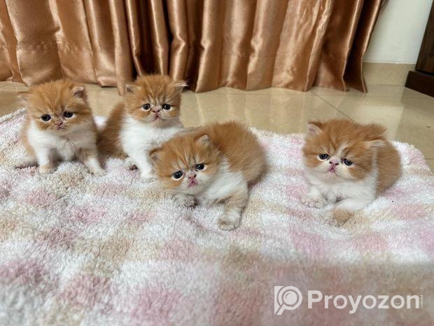 Exotic Blood Persian Kitten
