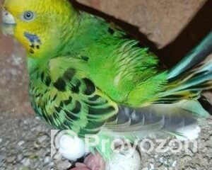 fitted-25_2025-11-12_09-56-39