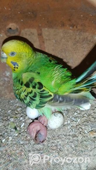 বাজরিগার বাচ্চা সহ জুড়া