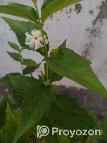 শিউলি গাছ-