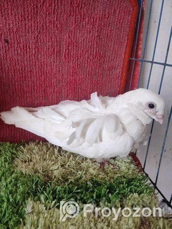 সাদা চরেরা বেবি পেয়ার