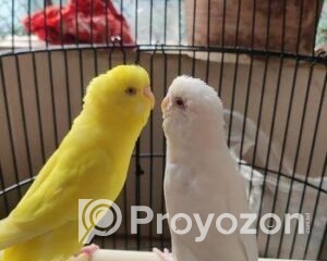 fitted-25_2025-11-17_11-01-07