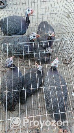 তিতি মুরগী