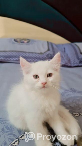 cat male / female mixed High quality