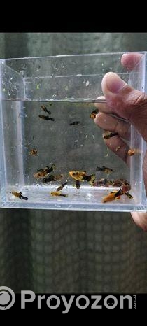 Golddust Moontail Molly