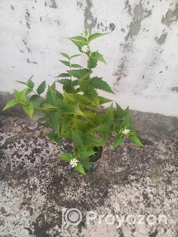 শিউলি গাছ-