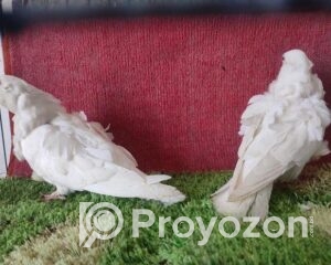 fitted-26_2025-11-15_12-14-20