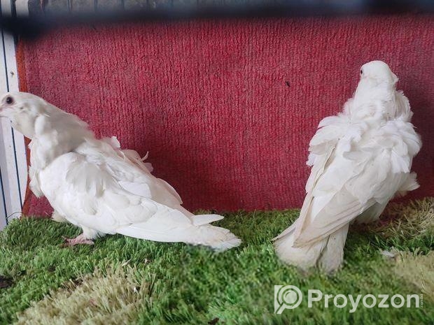 সাদা চরেরা বেবি পেয়ার