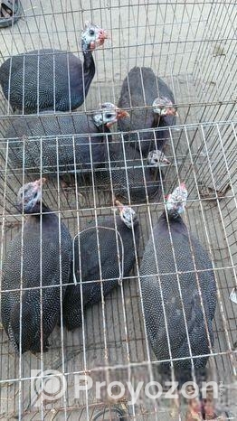 তিতি মুরগী