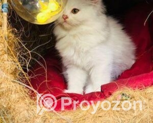 fitted-27_2025-11-02_10-28-26